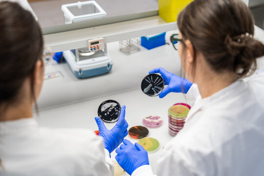Scientists Examine Petri Dishes in a Laboratory