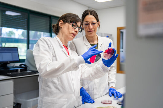 Scientists Examining Petri Dish in Laboratory Setting