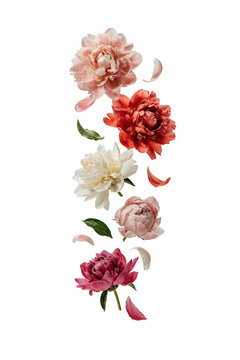 Blooming peonies png pink peony flowers png flower petals png beautiful floral image