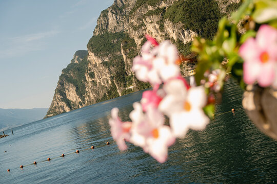 Lake Garda mountain scenery framed by soft pink flowers