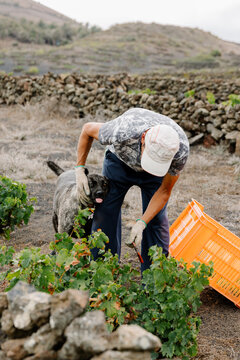 Full body image of a man caressing a dog in a Lanzarote vineyard.