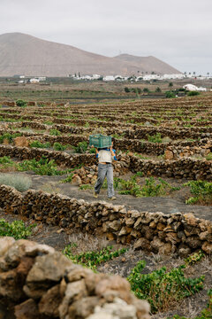 Local winery worker walking through lush green vineyard rows