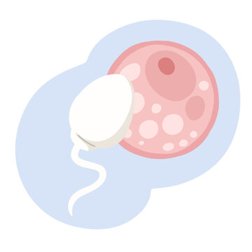 Illustration: fertilization of an egg cell by a sperm.