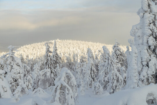 Sunlight Over Snowy Forest