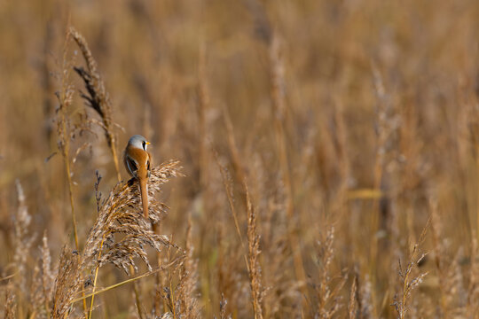 male bearded reedling (Panurus biarmicus) perching in reed, found at Fehmarn at the Baltic Sea in Germany