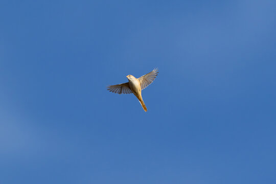 female bearded reedling (Panurus biarmicus) in flight, found at Fehmarn at the Baltic Sea in Germany