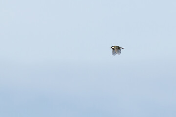 eurasian great tit (parus major) in flight, found at Fehmarn at the Baltic Sea in Germany © Mathias Putze