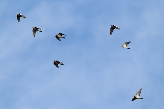 flock of common wood pigeon (Columba palumbus) in flight, found at Fehmarn at the Baltic Sea in Germany