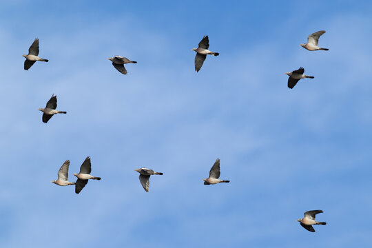 flock of common wood pigeon (Columba palumbus) in flight, found at Fehmarn at the Baltic Sea in Germany
