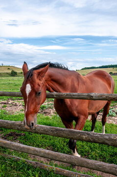 A bay domestic horse near a wooden fence on Kudykina Mountain