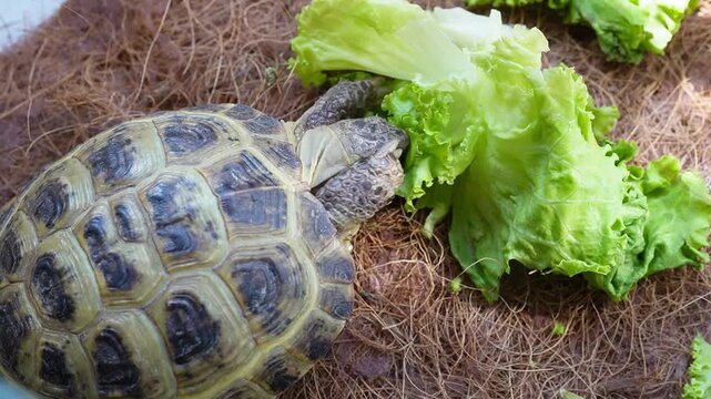 Close-up of an Asian turtle