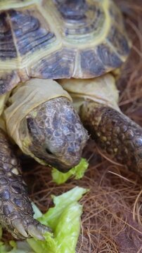 turtle on the grass