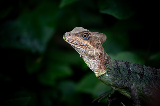 lizard on a tree