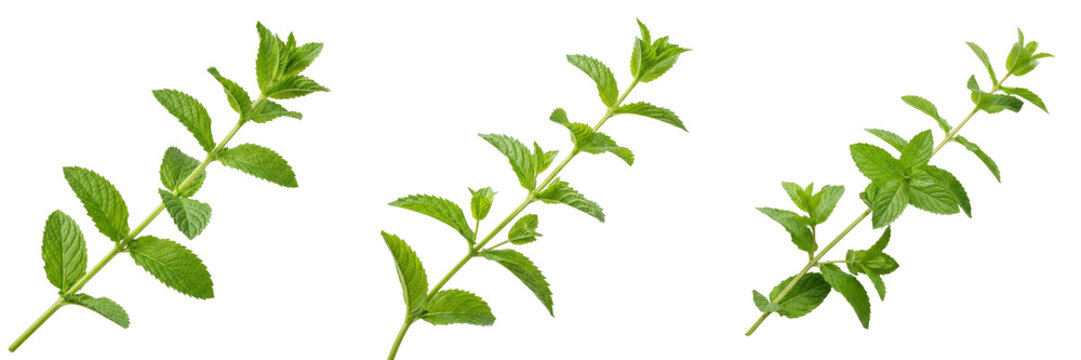 Three fresh green mint sprigs with serrated leaves and stems isolated on a transparent background herb