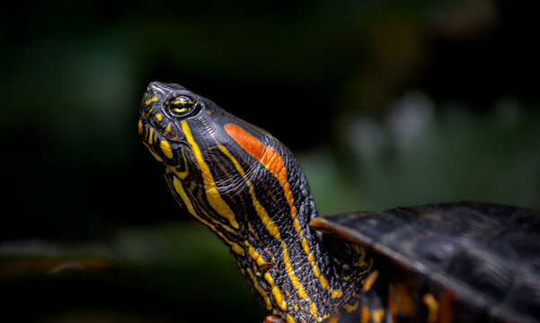turtle in the water