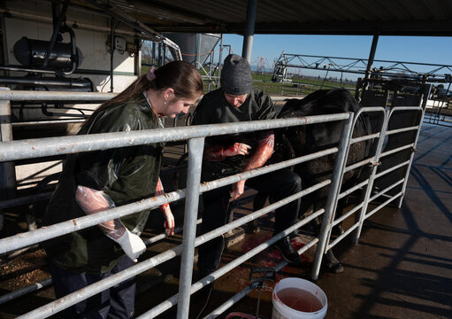 Calving season mentoring: Dystocia