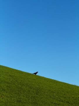 Low angle view of a crow sitting in the distance on a vibrant green grassy hill with clear blue sky above 