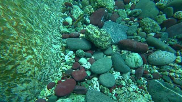 Striped fish swimming among colorful pebbles underwater. The ornate wrasse, Thalassoma pavo