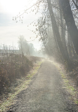 Foggy gravel path lined with bare tree branches in bright morning sunlight