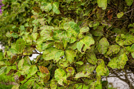 Leaf spot disease on cashew tree