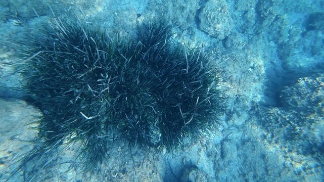Underwater seagrass clump on rocky seabed. Posidonia oceanica
