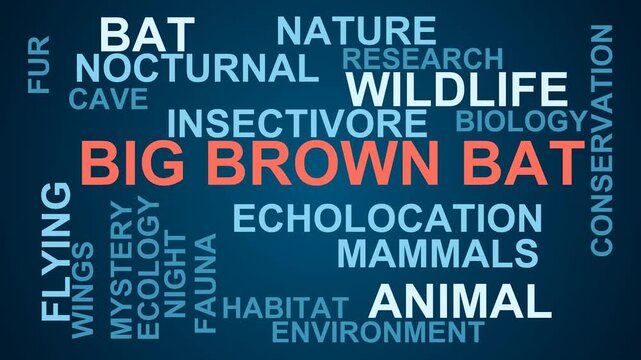 Big Brown Bat Word Cloud