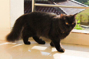 Persian Black Cat © H'arts_Gallery  