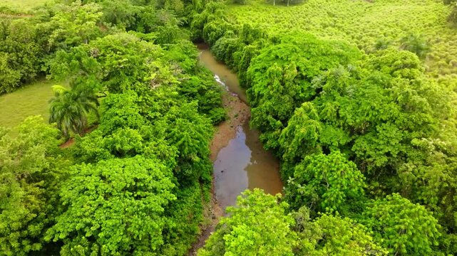 A shallow river flowing through a lush forest landscape, with sunlight reflecting off the water. A mountain river stream in an American green forest. A wilderness landscape in the Dominican Republic.