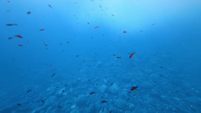 Small red fish swimming over a rocky seabed. Anthias anthias