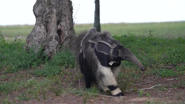 Mother giant anteater carrying her young through the wetlands of Corrientes Argentina