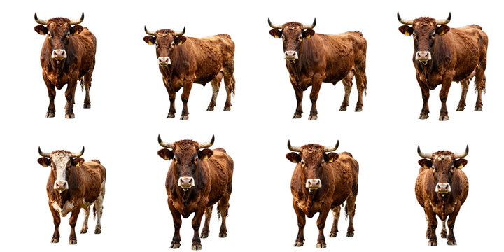 Various brown cows stand facing forward on a black background for a pattern