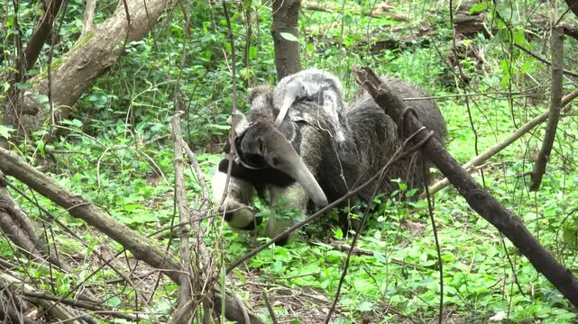 Giant anteater mother and baby moving through natural grassland habitat