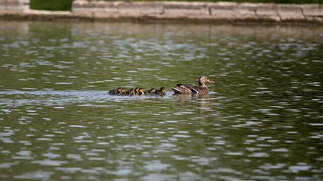 Ducklings following adult Mallard duck