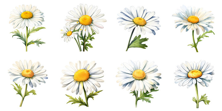 Isolated collection of eight daisy flowers with stems on a dark background
