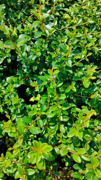 Dense green cotoneaster bush foliage in bright sunlight