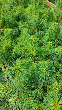 Lush young pine tree branches in nursery