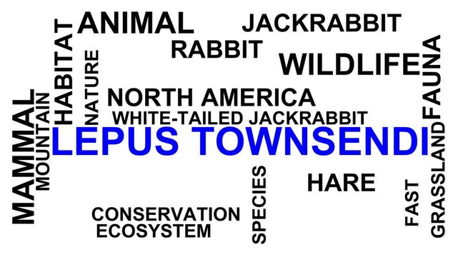 Lepus Townsendi Word Cloud