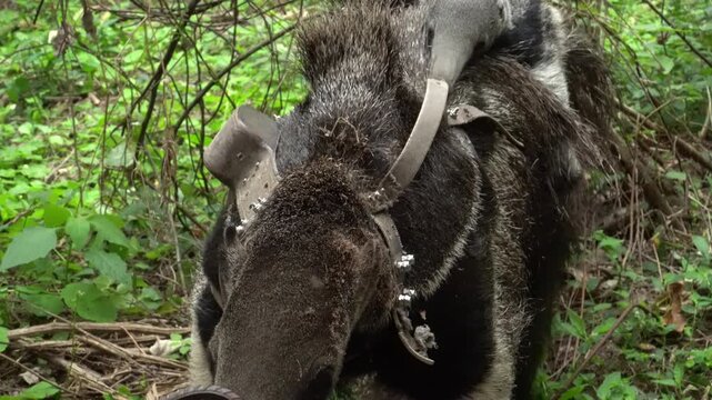 Giant anteater mother and baby intimate wildlife moment in Corrientes wetlands