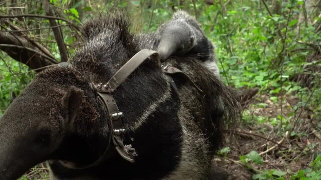 Giant anteater pair in Ibera mother carrying young on her back