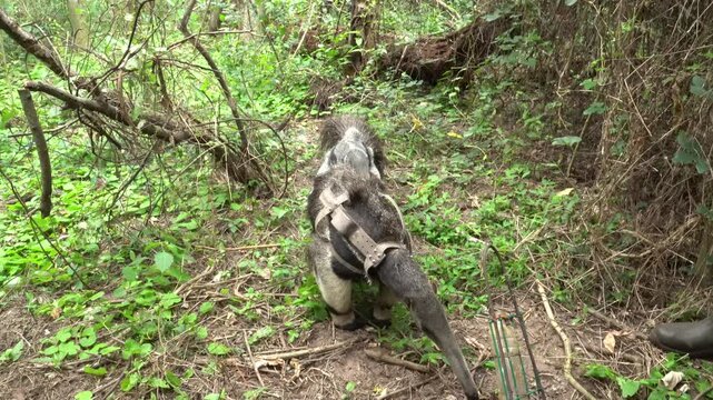 Baby giant anteater on back of mother moving through tall grass