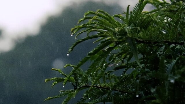 Raindrops on lush green gooseberry branches against stormy overcast sky closeup