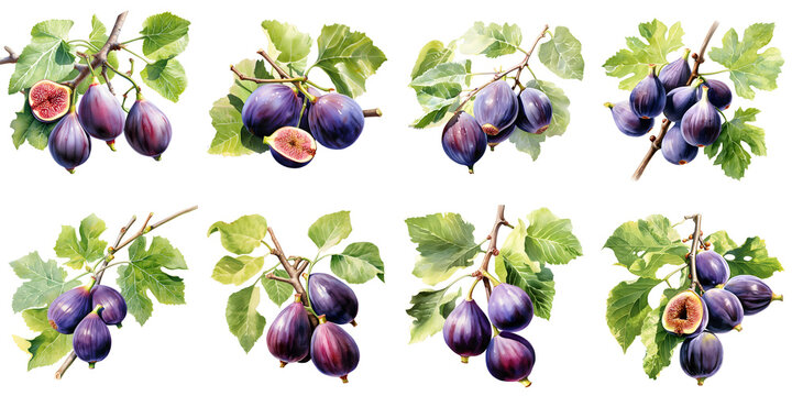 Fresh fig branches with leaves on black background add a touch of mediterranean charm