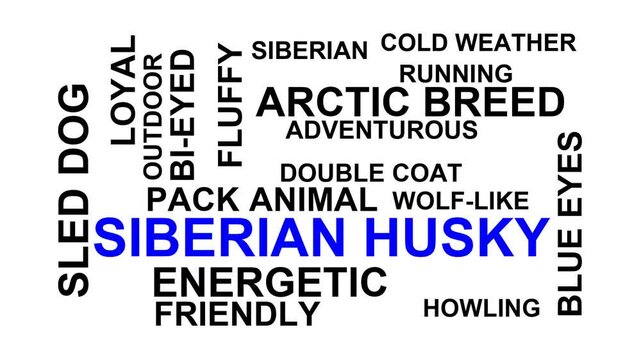 Siberian Husky Word Cloud