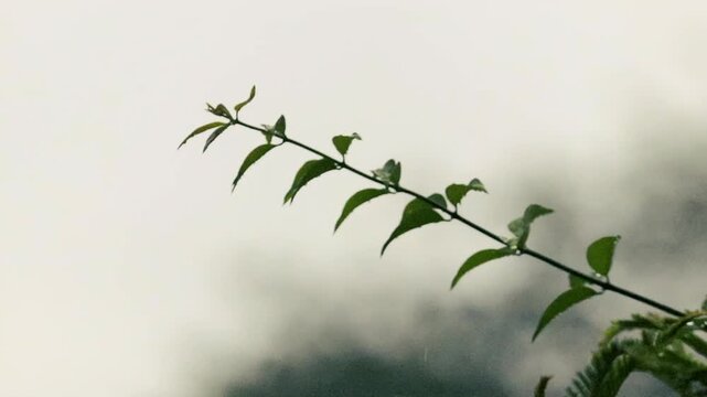 Delicate wet leafy twig reaching out against misty overcast rainy sky closeup