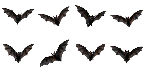Fototapeta premium Illustration of eight spectacled flying foxes in flight on a black background