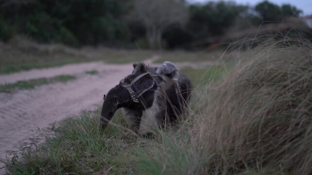 Mother and baby giant anteater in natural wetland habitat Corrientes Argentina