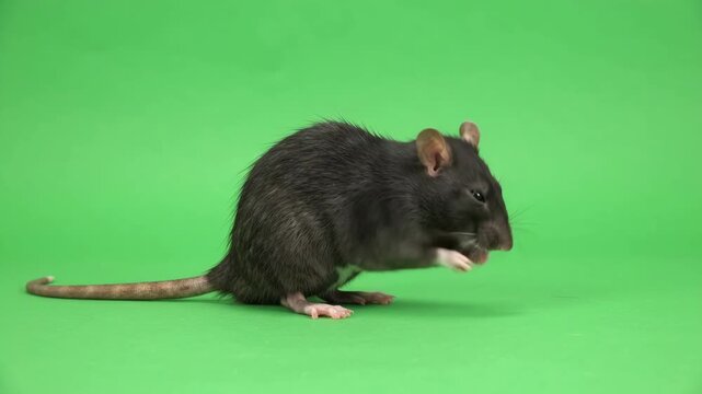 A dark grey rat sits on a green background (chromakey) and actively sniffs the air. The rodent cleans its face with its paws and looks around attentively.