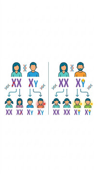 Genetics: Genetic Inheritance Diagram