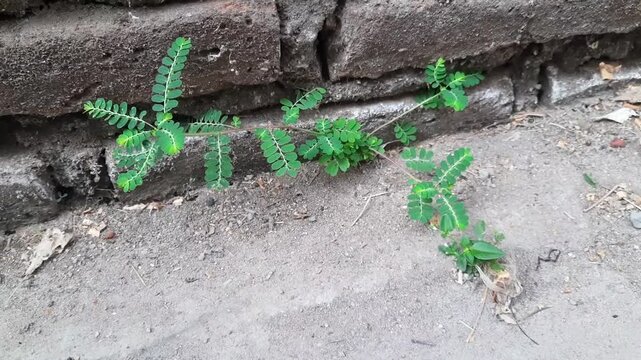"Phyllanthus niruri" known as "meniran" grows wild on the ground near brick walls. This traditional medicinal herb features small green leaves that resemble fine feathers. The image represents the con