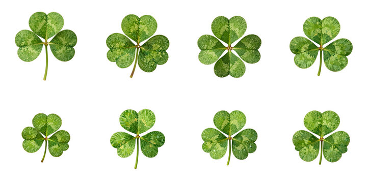 Arrangement of green shamrocks and one four leaf clover on a black backdrop